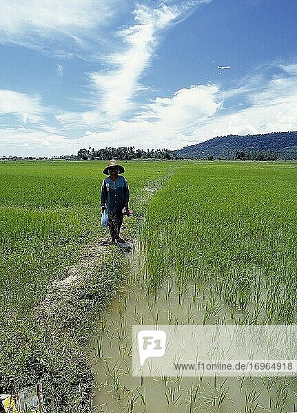 Rice fields on Langkawi  Malaysia.