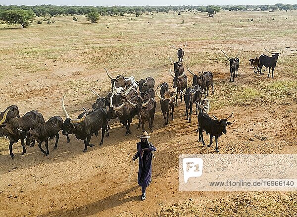 Aerial view  Cattle herder with herd of cattle  Fula people  Niger  Africa