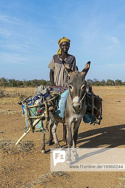 Beduin woman with a donkey  Sahel  Chad  Africa