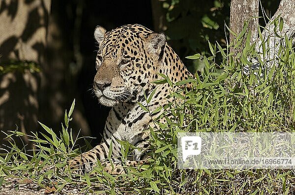 Jaguar (Panthera onca) ruht auf einer Lichtung  Mato Grosso do Sul  Pantanal  Brasilien  Südamerika