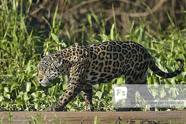 Jaguar (Panthera onca) läuft am Ufer des Rio Cuiaba  Mato Grosso do Sul  Pantanal  Brasilien  Südamerika