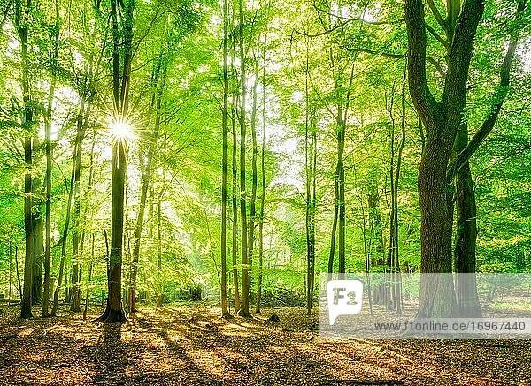 Naturnaher Buchenwald am frühen Morgen,  Sonne strahlt durchs Laub,  Reinhardswald,  Hessen,  Deutschland,  Europa