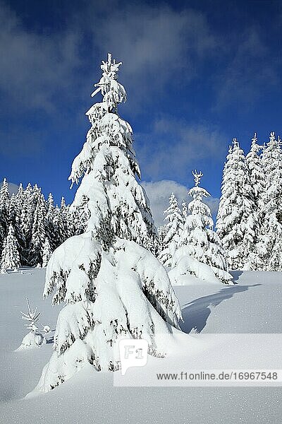 Tief verschneite unberührte Winterlandschaft  Fichten von Schnee bedeckt  strahlender Sonnenschein  blauer Himmel  Nationalpark Harz  Sachsen-Anhalt  Deutschland  Europa