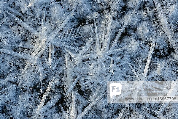 Formen aus Eis in einer Pfütze  Eiskristalle  Frost  Winter  Goldenstedter Moor  Niedersachsen  Deutschland  Europa