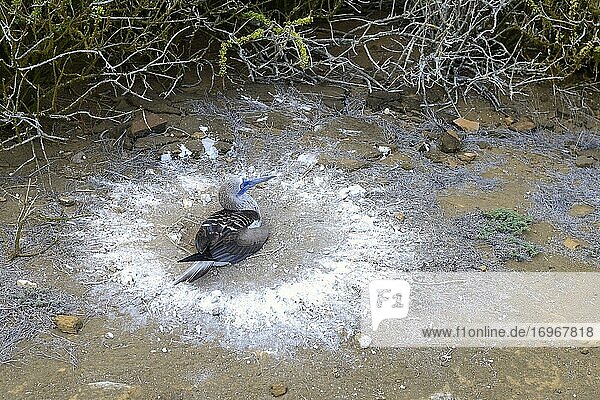 Blaufußtölpel (Sula nebouxii) sitzt auf seinem Nest  Insel San Christobal  Galapagos  Ecuador  Südamerika
