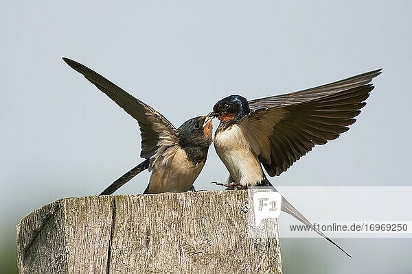 Barn swallow (Hirundo rustica) feeding young bird on wooden post  Hesse  Germany  Europe