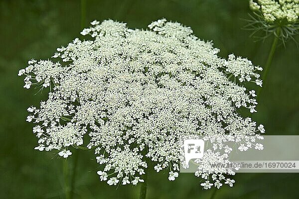 Wild carrot (Daucus carota). Called Bird's nest  Bishop's lace and Queen Anne's lace also.