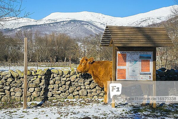 Cow hidden behind a information sign. Pinilla del valle  Madrid province  Spain.