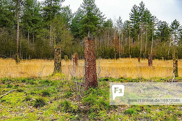 Gehacktes Holz im Wald  Die Niederlande  Europa.