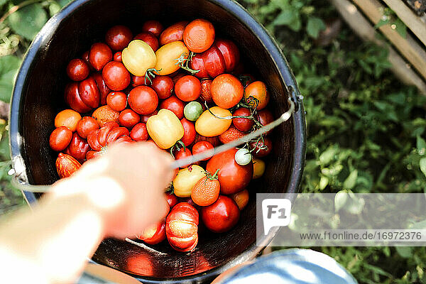 Nahaufnahme einer Frau  die Bio-Tomaten hält