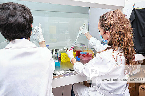 Zwei junge Wissenschaftlerinnen mit Gesichtsmasken während eines Experiments in einer Laminar-Flow-Haube. Konzept der Laborforschung.