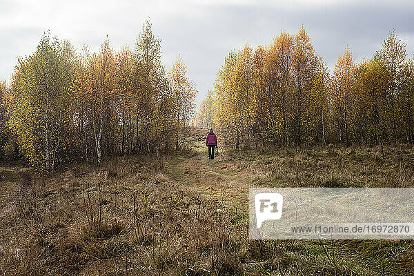 Landschaft mit erwachsener Frau beim Wandern unter gelb belaubten Birken