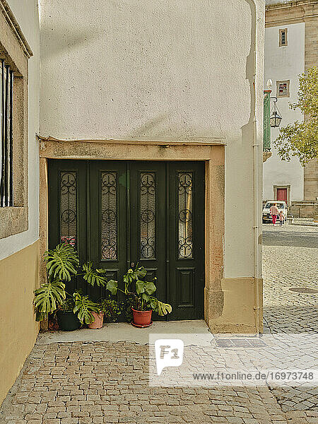 Topfpflanzen vor grünen Türen in Castelo De Vide