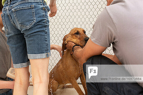 Bluthund Hund baden in der begehbaren Dusche