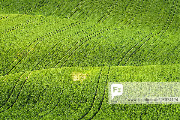 Idyllic view of rolling fields near Kyjov  Hodonin District  South Moravian Region  Moravia  Czech Republic