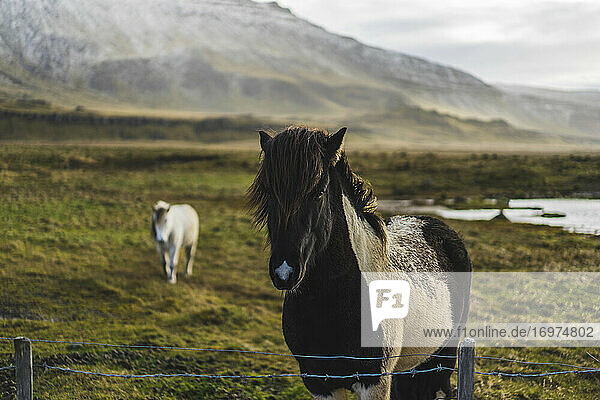 Islandpferde auf einem Feld mit einem Berg im Hintergrund