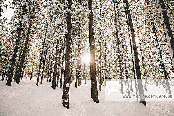 Weiches Licht dringt durch die Bäume in einer verschneiten Waldlandschaft.