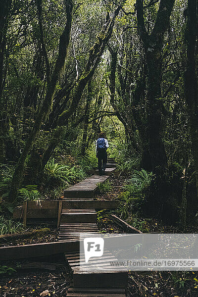 Young woman walking up a wooden trail in the rainforest to Mount Taranaki  New Zealand