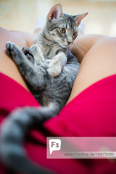 Niedliches weibliches Kätzchen  das auf den Beinen einer Frau liegt