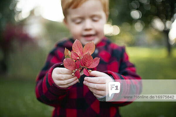 Close up of toddler boy holding up pretty fall red leaves outdoors