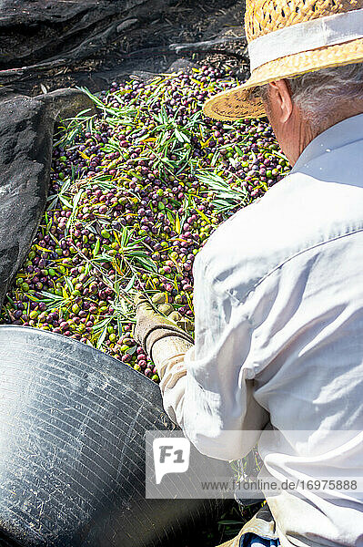 Top view of a senior farmer with hat putting olives in a bucket during the harvest of the olives.