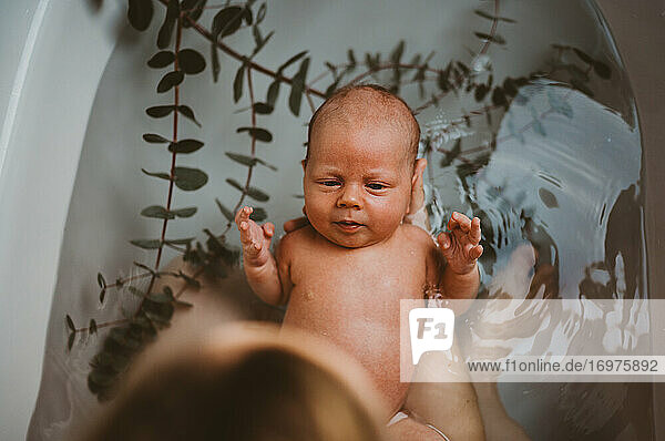 Draufsicht auf ein Baby in der Badewanne mit Eukalyptusblättern nach der Geburt