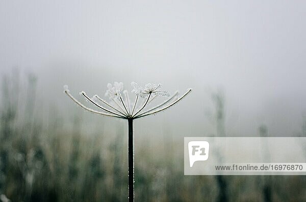 eine einzelne verwelkte Blume  bedeckt mit Frost in der englischen Landschaft
