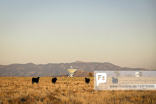 Very Large Array satellite dishes and cows in New Mexico