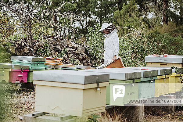 Eine junge Imkerin bei der Arbeit mit Honigwaben