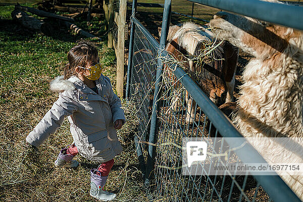 Junges Kind Mädchen füttert Bauernhoftiere Pony und Alpaka