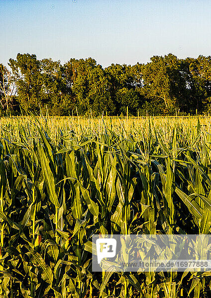 Maisanbau in Kansas auf einer Farm