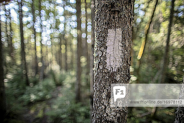 Nahaufnahme einer Wegmarkierung mit weißer Farbe an einem Baum  Appalachian Trail  Maine