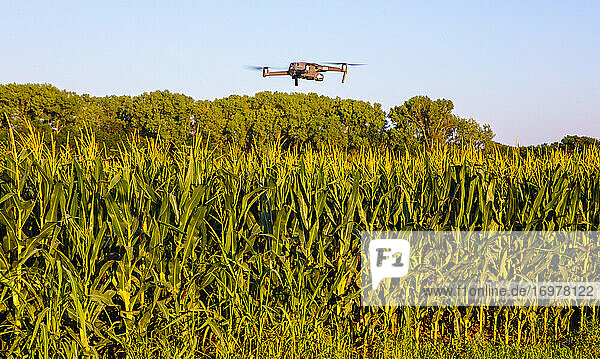 Maisanbau in Kansas mit Drohne