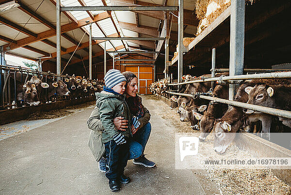 Mom and child looking at cows in barn in winter