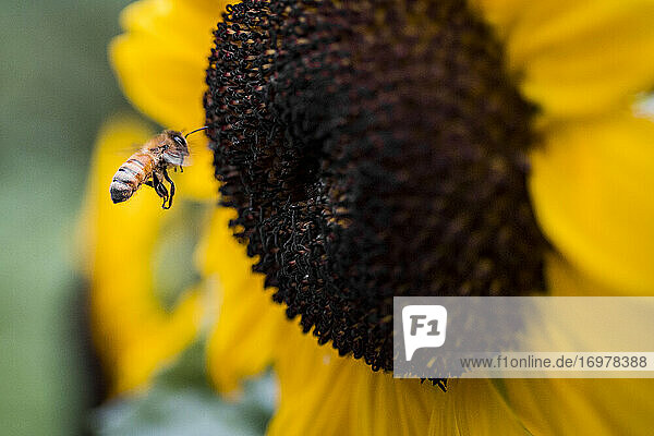 Honigbiene landet zur Bestäubung auf einer Sonnenblume in Washington