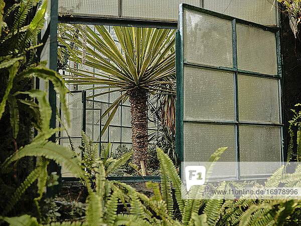 Palme durch das Fenster des Botanischen Gartens Estufa Fria