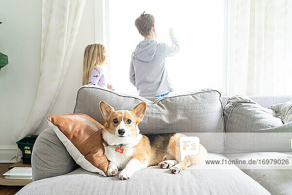 Kinder schauen aus dem Fenster mit Corgi-Hund auf der Couch