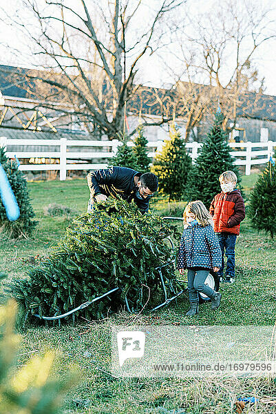 Ein Mann der Jahrtausendwende und seine Kinder holen ihren Weihnachtsbaum auf dem Bauernhof