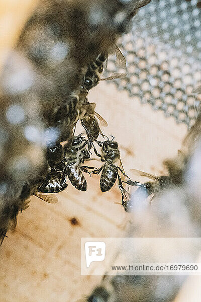 Einige Bienen in einer Honigwabe