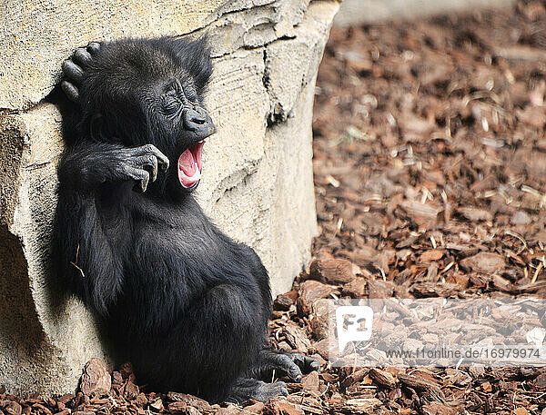 Lustiges schläfriges Gorillababy gähnt