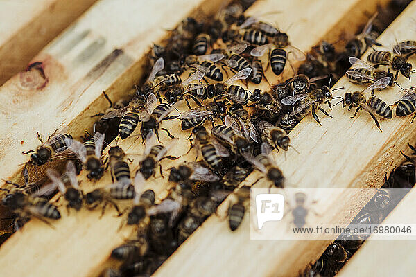 Viele Bienen in einer Honigwabe