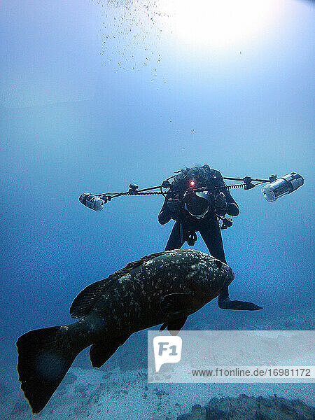 Unterwasserfotograf beim Versuch  einen großen Zackenbarsch zu fotografieren