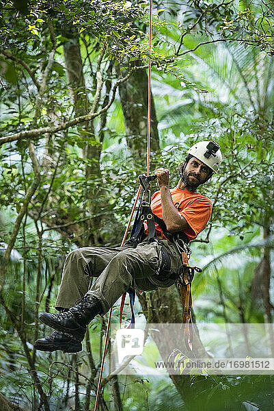 Tree climbing man rappelling down in beautiful green rainforest