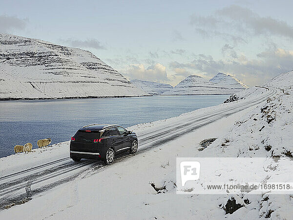 Auto fährt an Schafen auf den Färöer Inseln vorbei