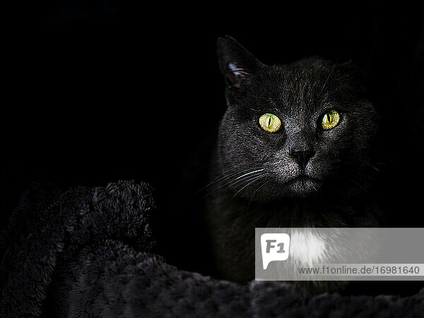 Schwarze Katze mit grünen Augen schaut in die Kamera