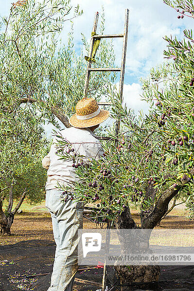 Bauer mit Strohhut  der eine Leiter trägt  um an einem schönen Tag Oliven von der Spitze des Baumes zu pflücken.