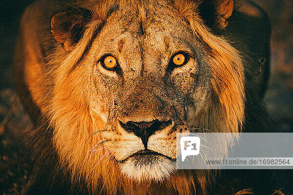 Löwe starrt mit grimmigem Blick in die Kamera