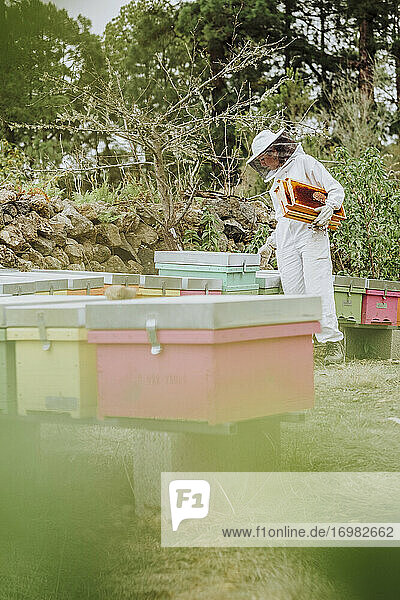 Eine junge Imkerin bei der Arbeit mit Honigwaben