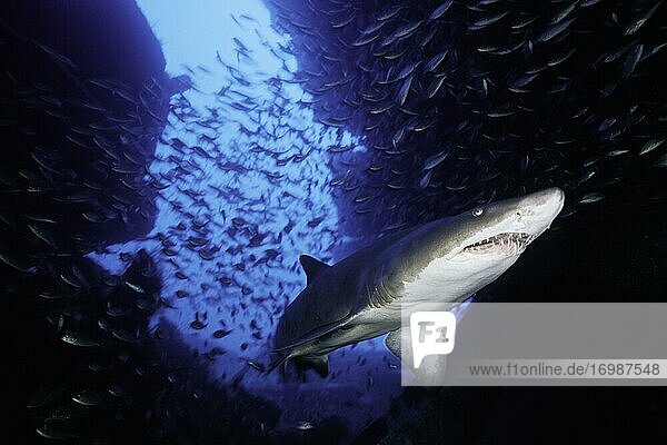 Sand tiger shark (Carcharias taurus) shark on the wreck of the Papoose  Cape Lookout  Atlantic Ocean  North Carolina