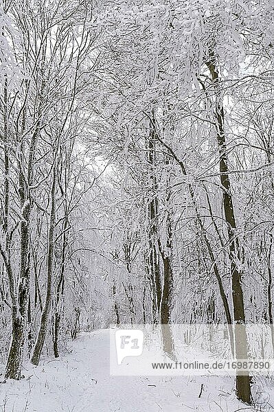 Verschneiter Weg im Wald  Schneelandschaft  Hessen  Deutschland  Europa